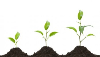 seed-starting-101-420x240